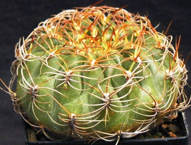 Matucana_aureiflora_1